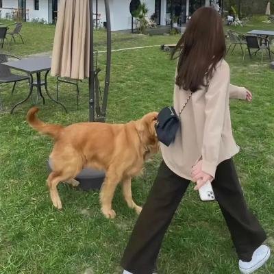 爱马的女孩